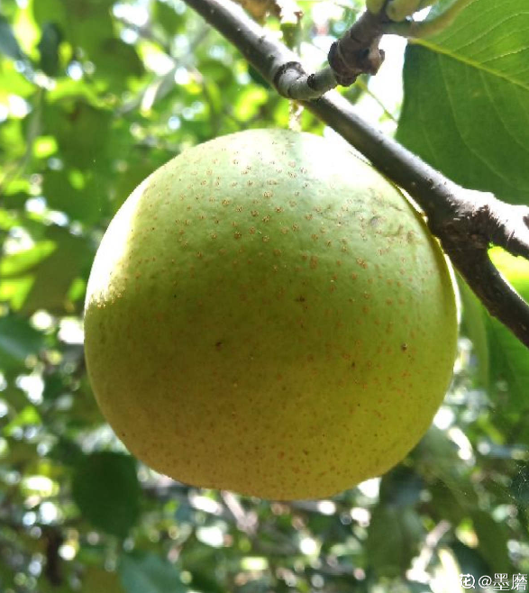水果种类，水果种类释迦果（秋天吃正是好时候）
