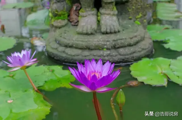 福泽绵长的意思，福泽绵长什么意思（知福惜福  福泽绵长）