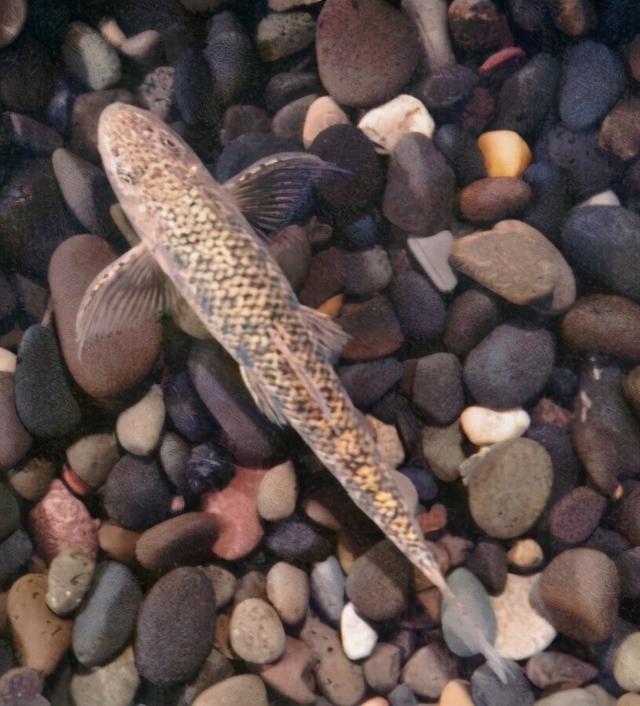 淡水观赏鱼种类，淡水观赏鱼的种类大全！（中国淡水观赏鱼图集<一>）