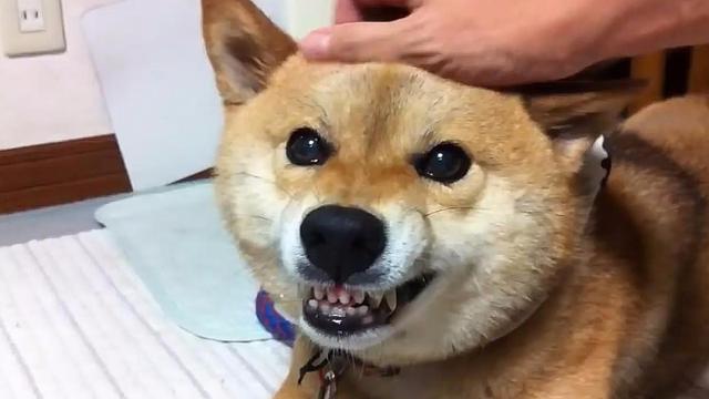 日本柴犬的特点，日本柴犬品种推荐（独立干净爱掉毛）