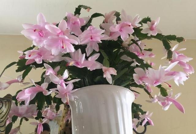 花期长好看又好养的花，花期长花多好看又好养的花（盘点十大“好养花”）