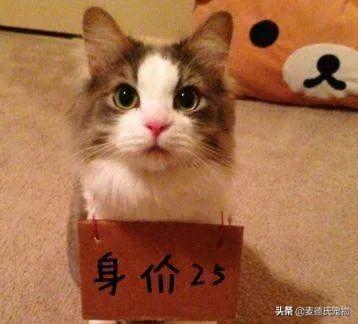 猫咪起什么名字最好听母猫，中国铲屎官绝对把气质
