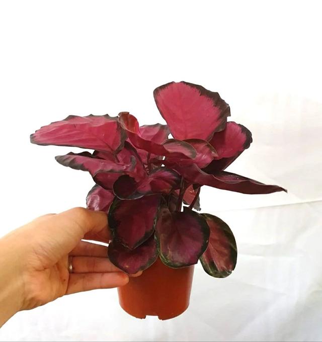 孔雀竹芋有什么作用，孔雀竹芋百科（观赏竹芋就养成室内好看的观叶植物）