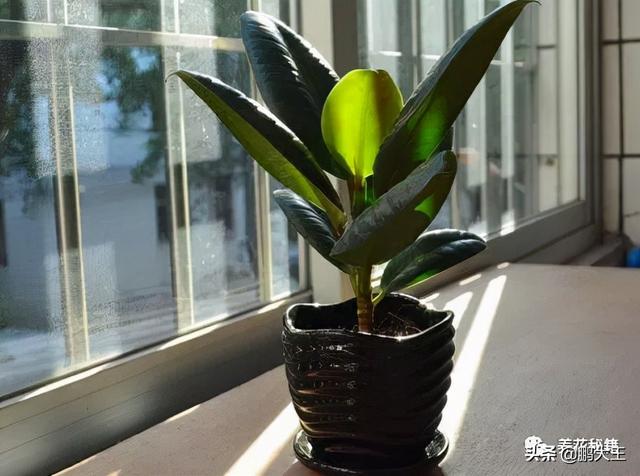 橡皮树的寓意是什么，花匠带你养花之橡皮树养护知识大全