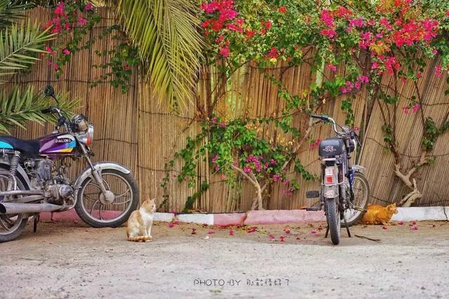 洗大净的顺序图解，洗大净的顺序（它是世界上第二大清真寺）