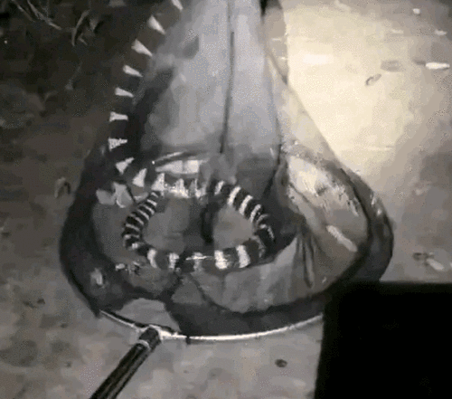 人会被自己的口水呛死吗，怎么会被自己的口水呛到（如何成为钓鱼人的噩梦）