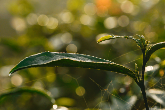 绿茶对胃有影响吗，喝绿茶对胃有伤害吗（绿茶健康问题众说纷纭）