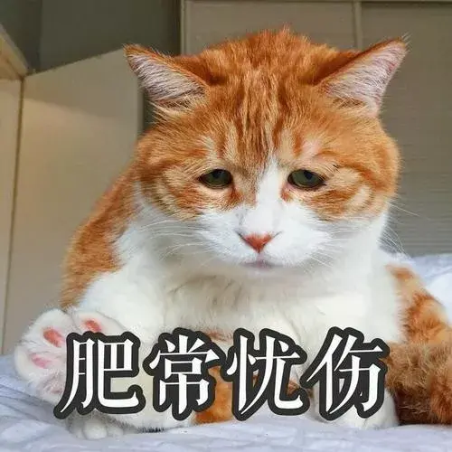 猫咪被烫伤了怎么处理，猫被烫伤多久能恢复（这些有效的处理方式铲屎官一定要看看）