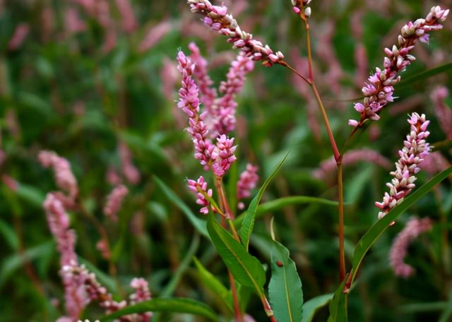 秦椒是什么样的，秦椒是什么辣椒（它叫“辣椒草”）