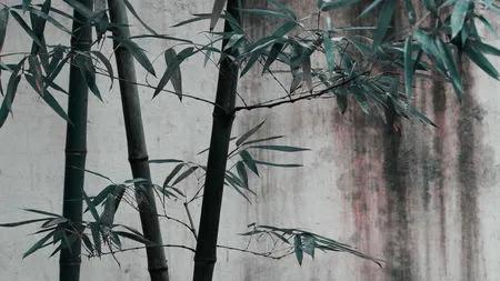 关于教师的诗句，关于教师的诗句分享（感受尊师重教）