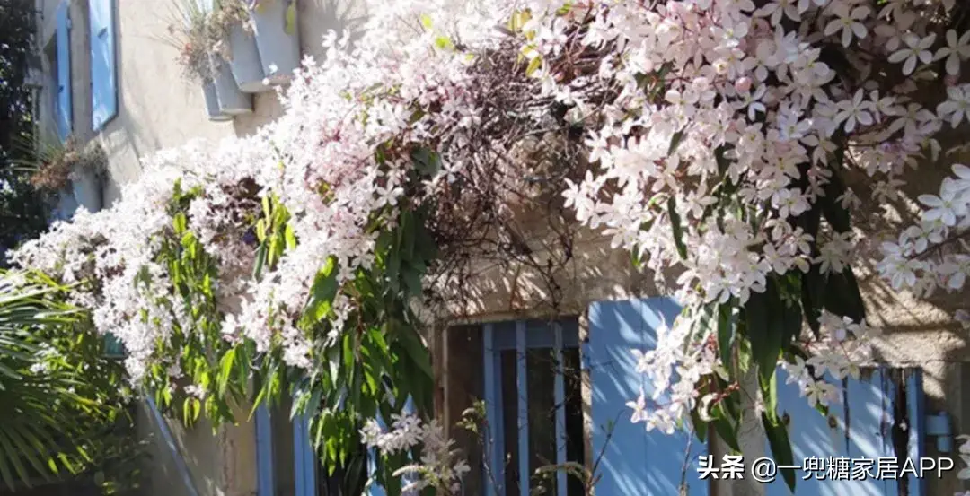 淘宝网花店(淘宝商城花卉市场)