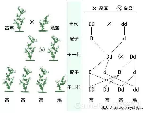 血型配对表图口诀，血型遗传规律表顺口溜（冲刺2020年中考-初中生物记忆口诀+知识点大全）