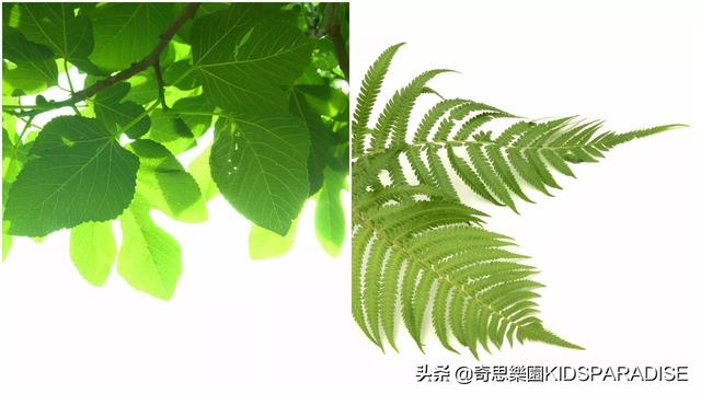 树叶的形状有哪些，叶子的形状有哪些（为什么树叶会有各种各样的形状）
