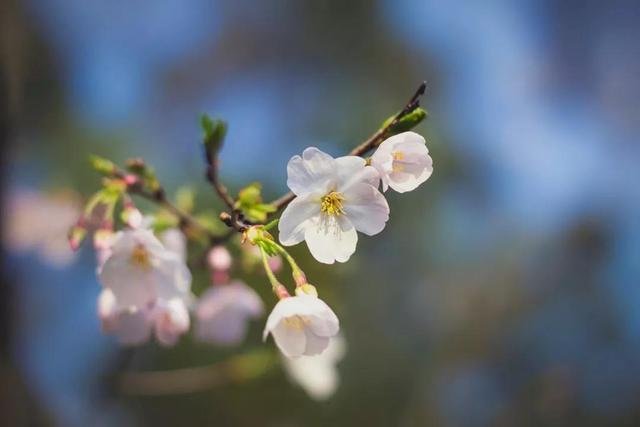 关于日的诗句，关于日的诗句和诗人的情感（最美6首暖春古诗词：风乍暖）