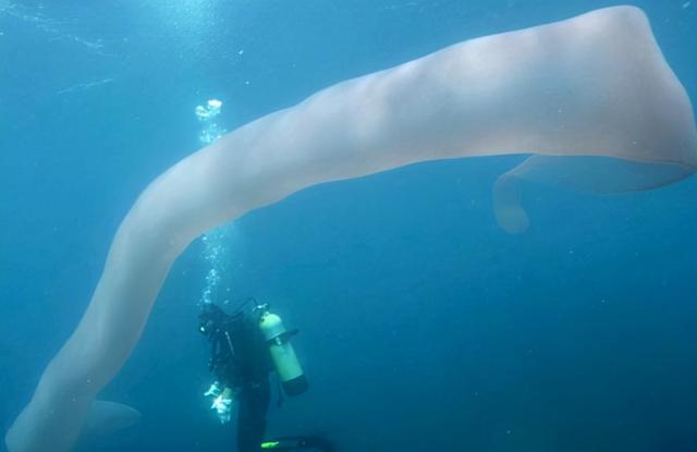 沙虫的特点，沙虫有什么区别（潜水员发现十几米长巨型怪虫）