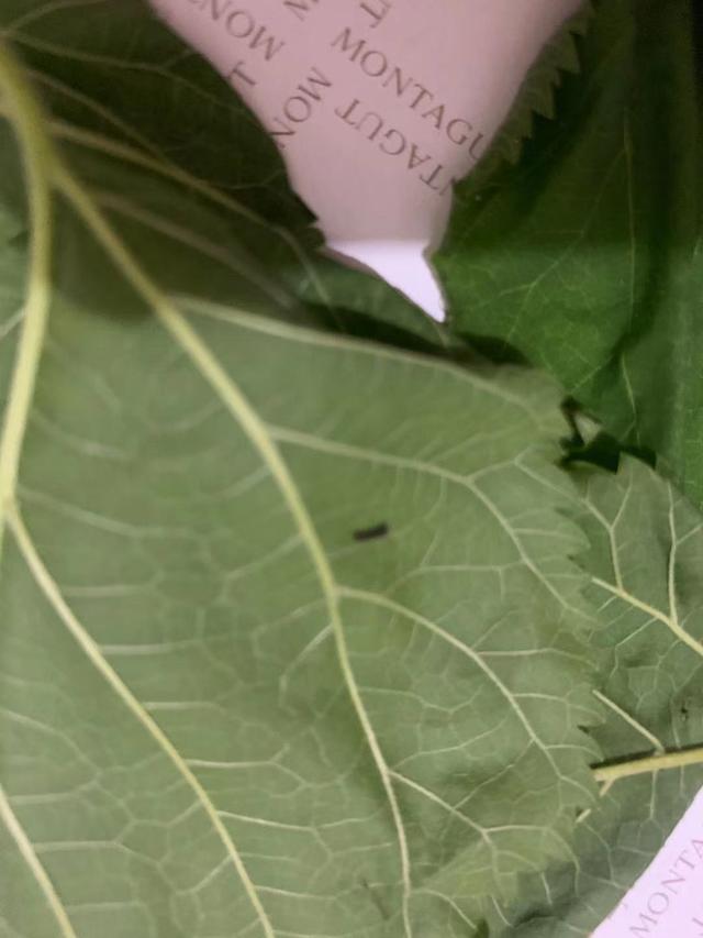 蚕卵孵化需要多少天，蚕卵孵化需要多少天时间（第一只蚕宝宝孵化出来了）
