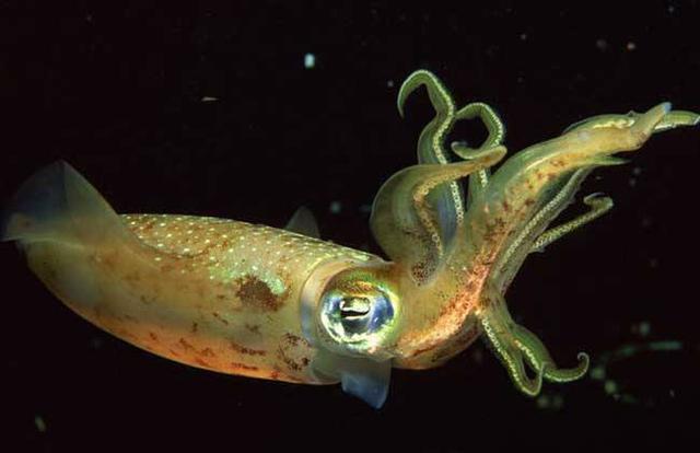 海螵蛸怎么读,中药材金乌贼 海螵蛸