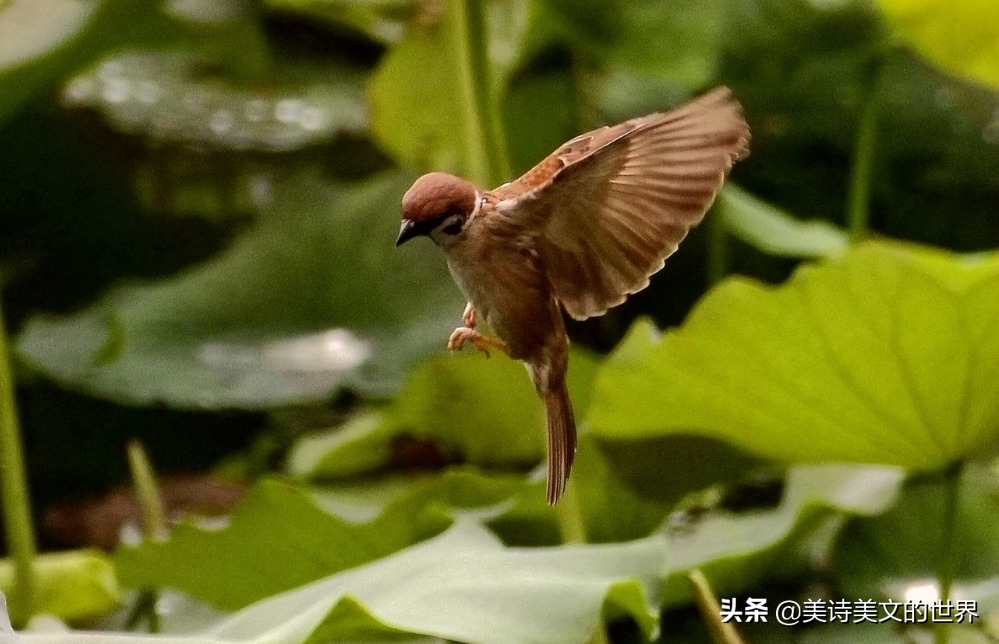 余秀华最经典的诗（无一爱字却句句肉麻）