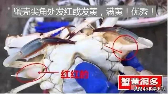 公螃蟹和母螃蟹的区别，公螃蟹和母螃蟹哪个好吃（公蟹和母蟹区别大；牢记3买3不买）