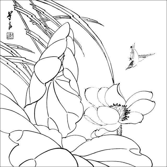 工笔荷花白描，高清工笔荷花白描 110幅