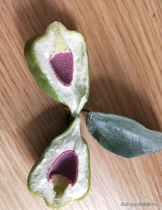 醋柳果的功效与作用，醋柳果的功效与作用及禁忌（国内有哪些小众特色水果）