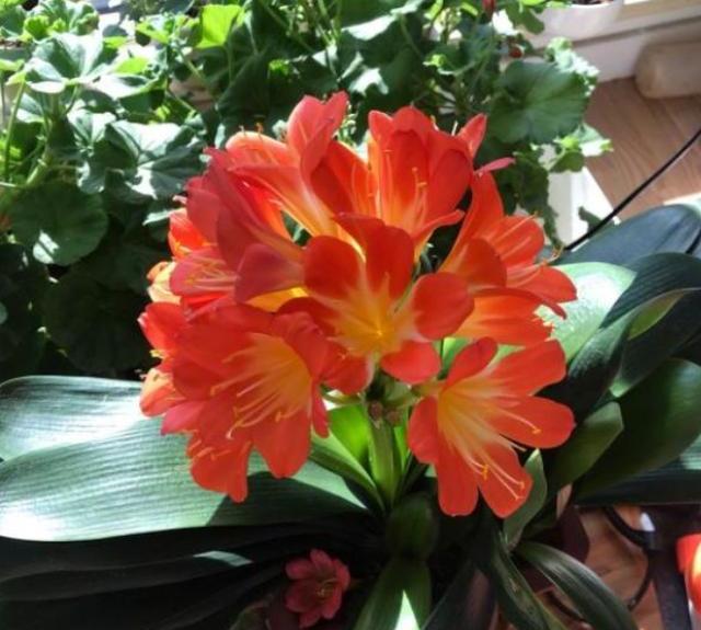 君子兰怎么养才能开花，君子兰一般养几年开花（不会养君子兰）