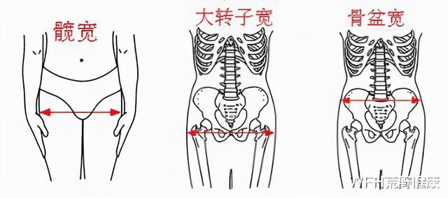 大腿小腿黄金比例，腿长怎么量（女生腿长怎么量）