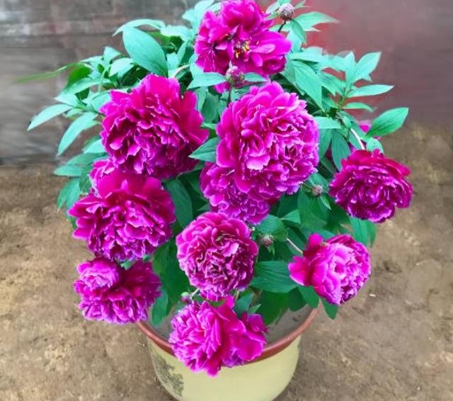 芍药花什么时候开，芍药，名字里为什么有“药”（芍药花有几种颜色）