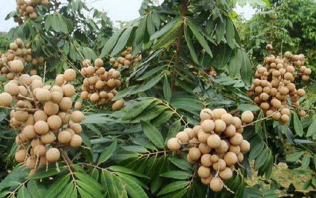 新鲜龙眼怎么做成龙眼干，干龙眼怎么做成的（两种老方法晒出的每个果肉饱满有光泽）