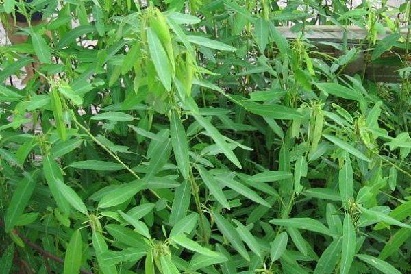 神奇的植物有哪些，世界上最神奇的植物（十种奇特的自然界植物）