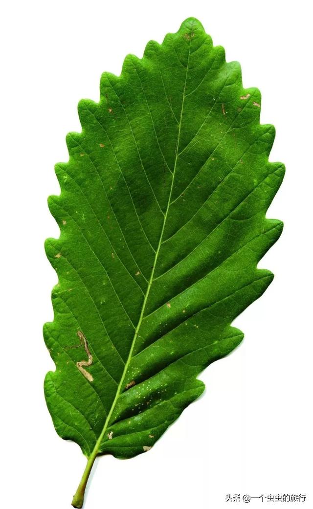 包粽子的叶子是什么植物的叶子，粽叶是什么植物的叶子（粽子到底是用什么叶子包的）