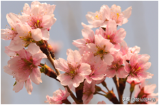 中国樱花有几个品种，中国樱花树品种（这81种樱花）