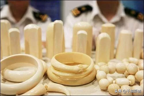 狼牙什么属相的人不能佩戴，不适合带狼牙的属相（这5种动物首饰你还敢戴）