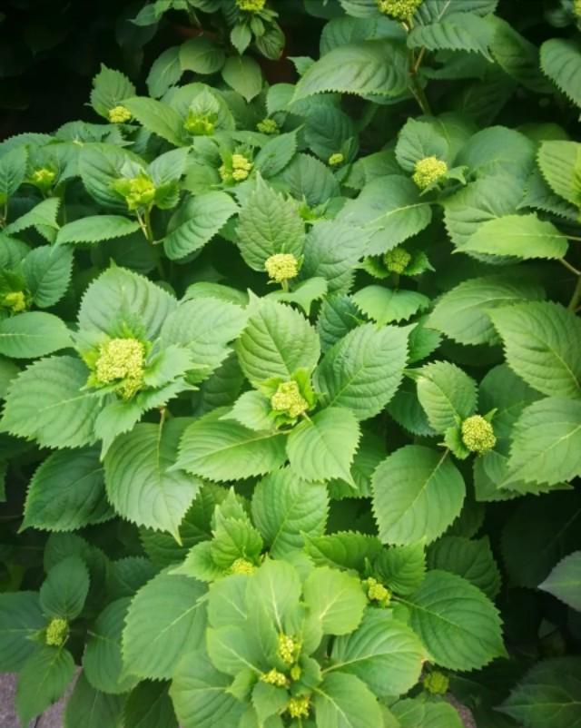 绣球花怎样种植，绣球花苗买回来怎么种植最好（还是太嫩了）