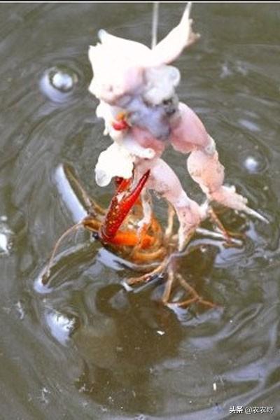 创造与魔法小龙虾钓饵怎么做，创造与魔法小龙虾饲料怎么做（疫情窝在家无聊）
