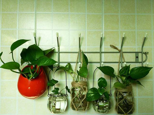 怎么样让绿萝长得茂盛，怎么样让绿萝长得茂盛呢（让绿萝常年油绿有“3招”）