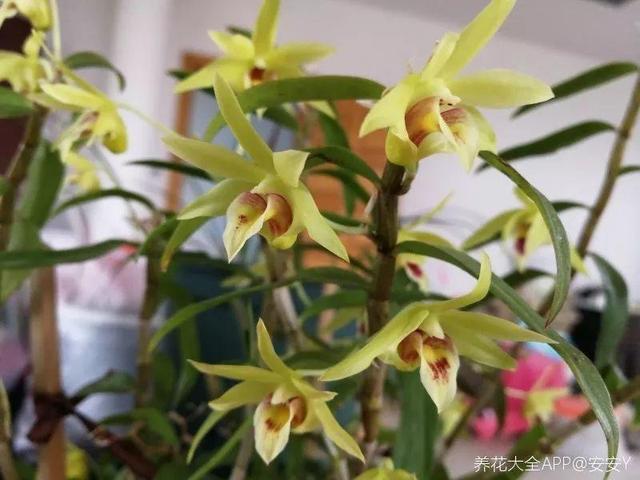 不锈钢盆可以放烤箱吗，烤箱里可以放不锈钢盆吗（10种花最养人）