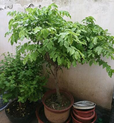 适合庭院养的紫藤花，阳台、院子就种一棵紫藤