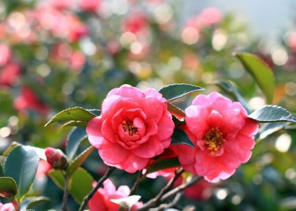 白色山茶花的花语是什么，白色山茶花花语（山茶花花语是什么,理想的爱）