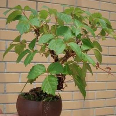 常绿爬墙植物有哪些，常绿的爬藤植物有哪些（让你拥有一个绿色的阳台）