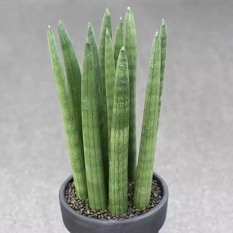 8,佛手虎皮兰9,乌嘴虎皮兰10,雪纹虎皮兰下面就带大家欣赏一些虎皮兰