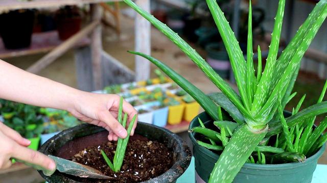 哪种芦荟可以食用，哪一种芦荟可以吃（还能养成“大树”）