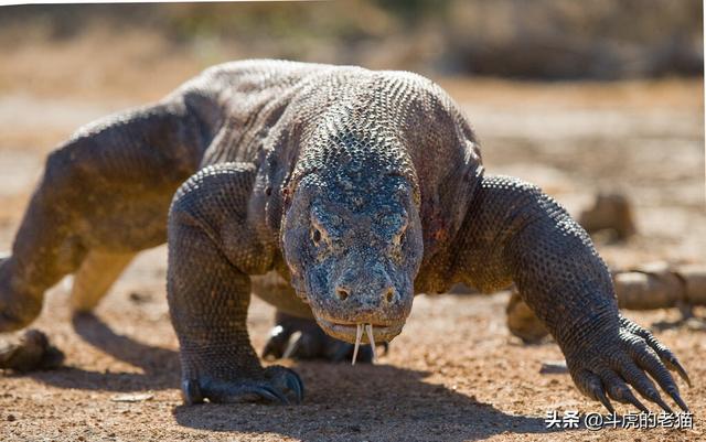 鳄鱼是两栖动物吗，扬子鳄是两栖动物吗（科莫多龙VS鳄鱼）