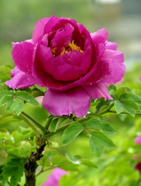 天堂鸟花语，天堂鸟花图片（你知道大自然中这些花的花语吗）