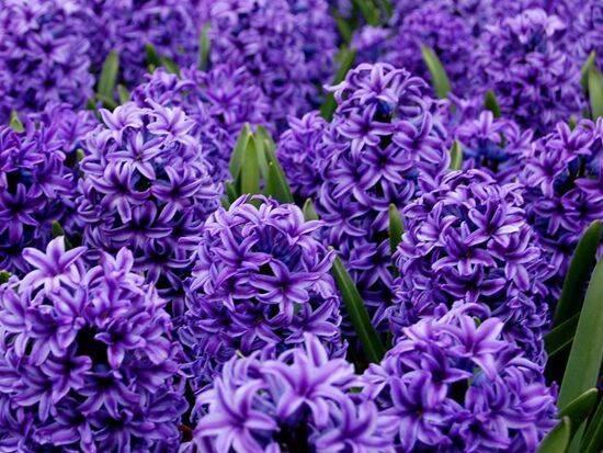 风信子水培怎么养，风信子怎么水养（风信子可以在水中养殖吗）