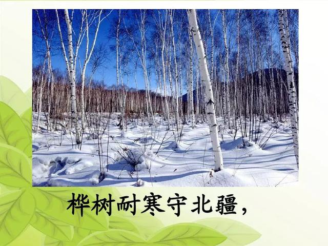 汉字松的组词，松的组词（部编版二年级语文上册识字2《树》知识点+图文解读）