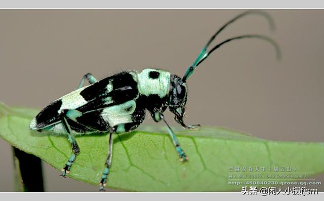 关于星天牛介绍，星天牛百度百科（这外貌“粗糙”的天牛你认得么）