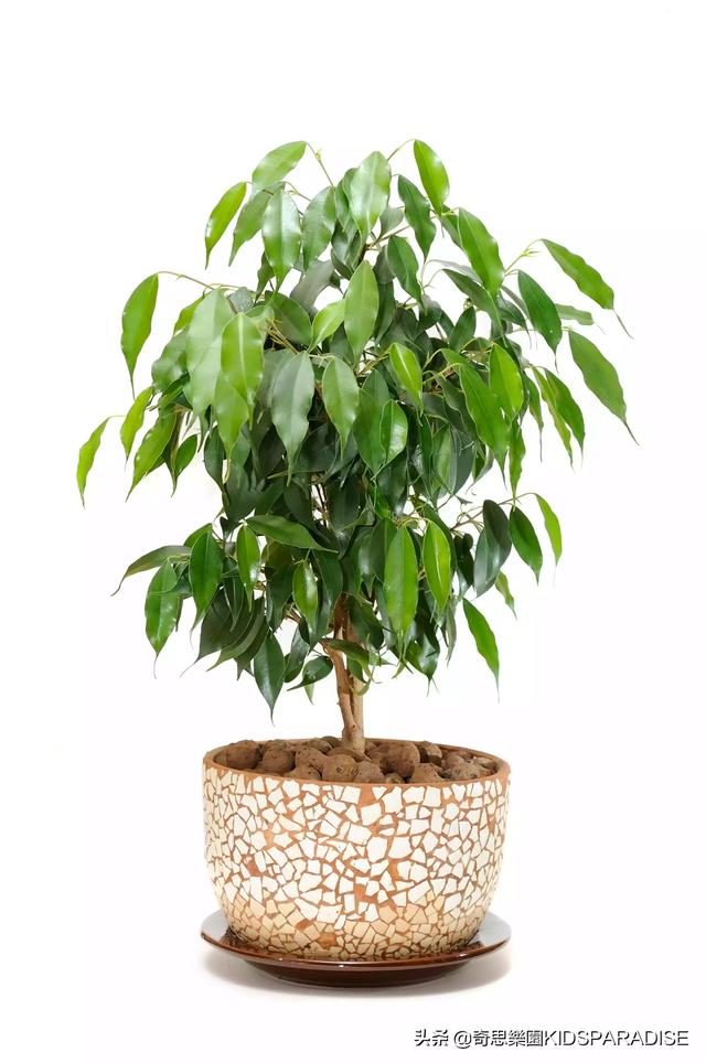 树叶的形状有哪些，叶子的形状有哪些（为什么树叶会有各种各样的形状）