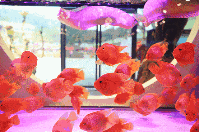 金鱼都有什么品种，金鱼有多少种品种（高颜值金鱼，养金鱼就选这些）