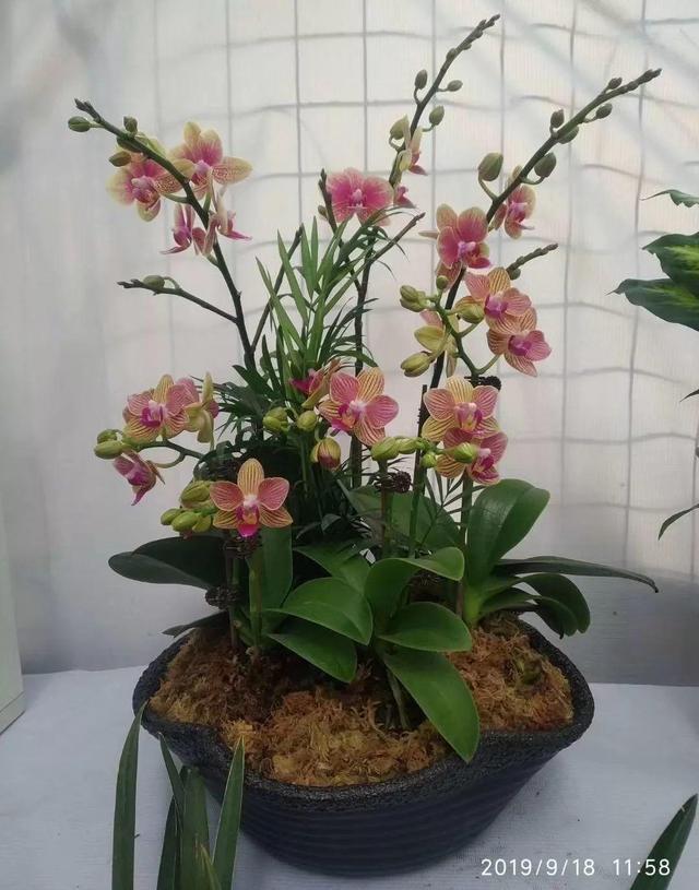 马蹄莲花期有多长，马蹄莲 花期（这花连开10个月）